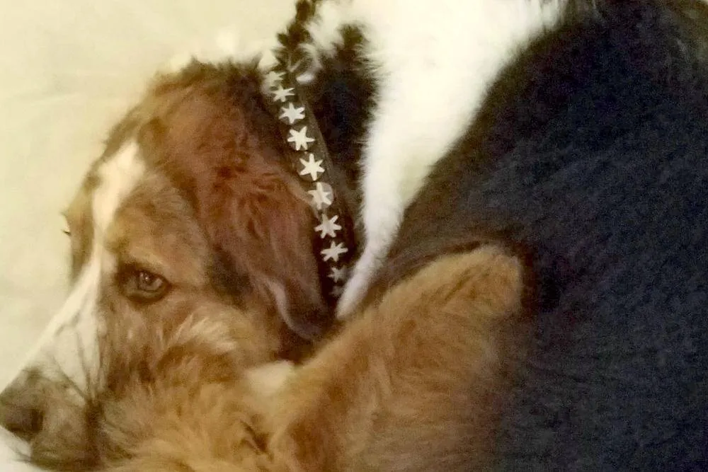 Batik Bone Star Beaded Dog Collar