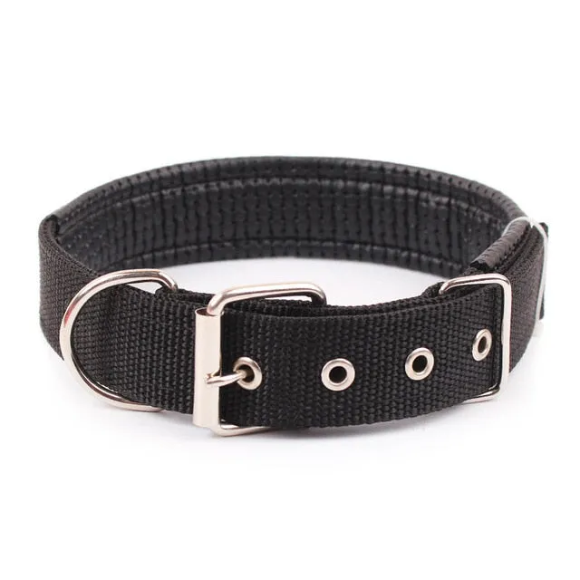 Collar w/ Metal Buckle