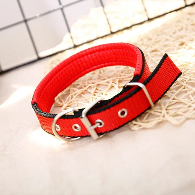 Collar w/ Metal Buckle