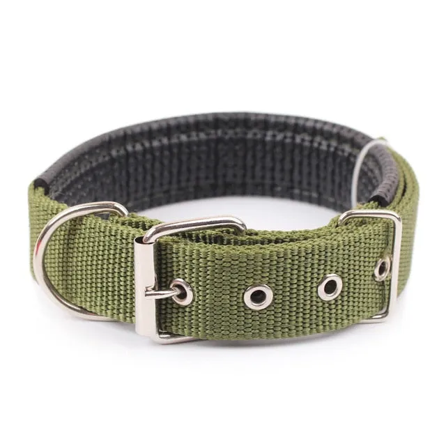 Collar w/ Metal Buckle
