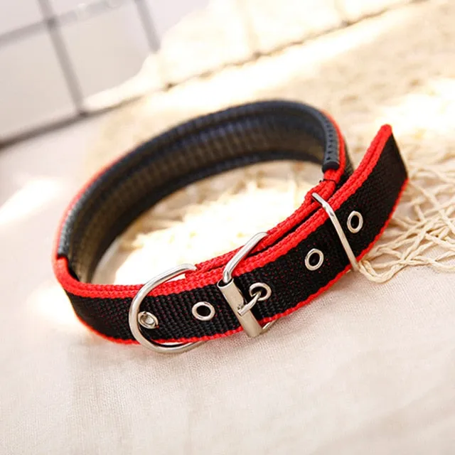 Collar w/ Metal Buckle