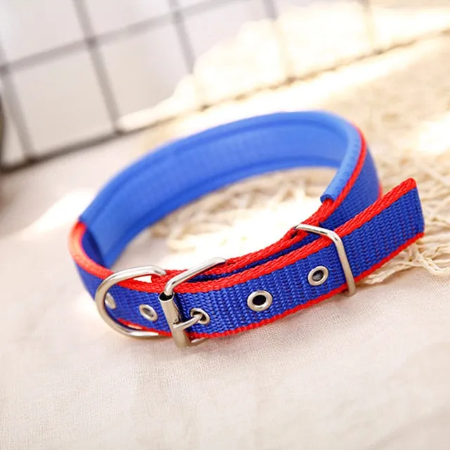 Collar w/ Metal Buckle