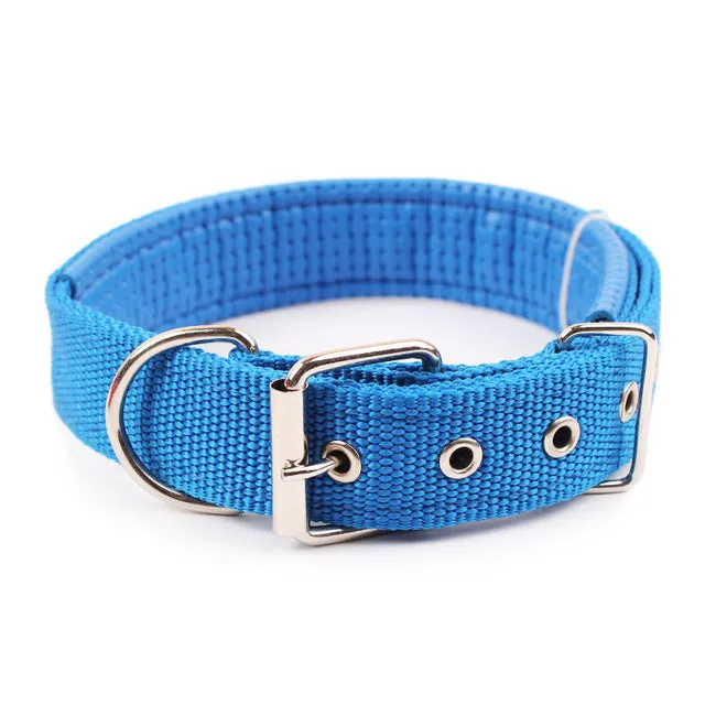 Collar w/ Metal Buckle