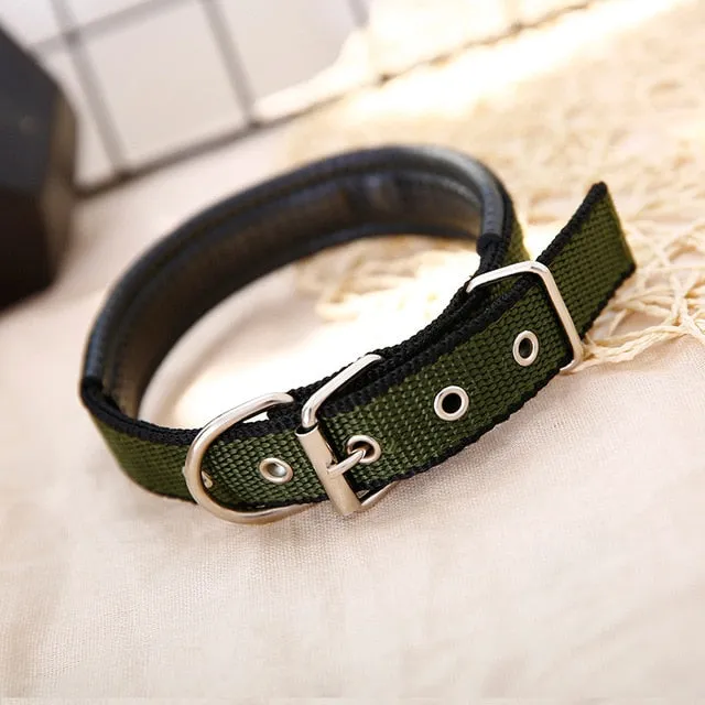 Collar w/ Metal Buckle