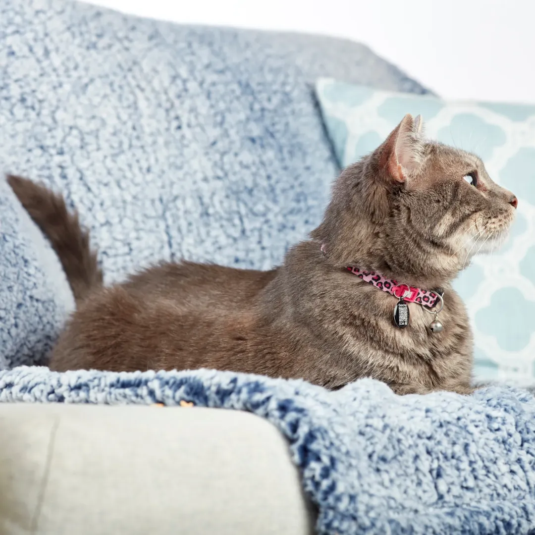 Max and Molly Pink Leopard Smart ID Cat Collar