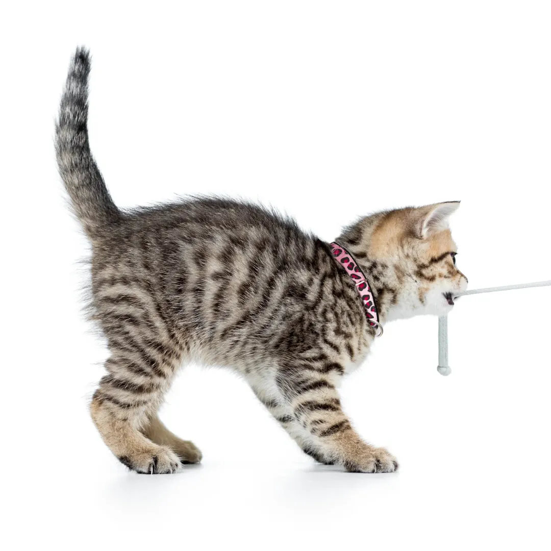 Max and Molly Pink Leopard Smart ID Cat Collar